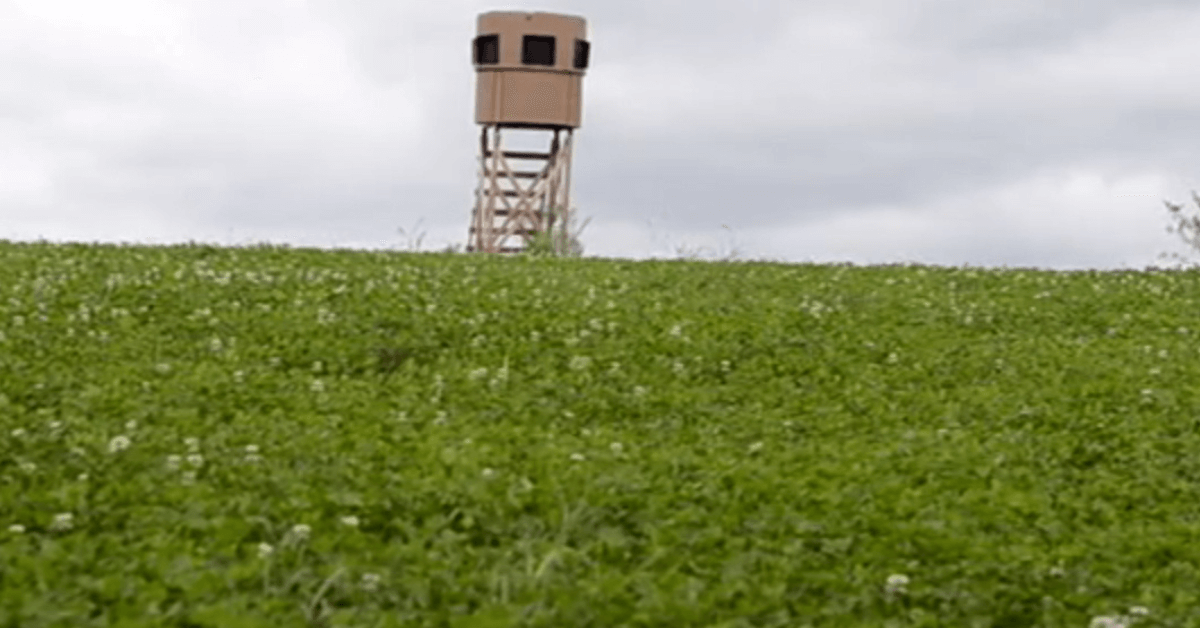 How to Fix Common Food Plot Challenges